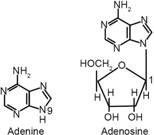 <p>Adenine is just the base, but Adenosine contains a ribose sugar.</p>