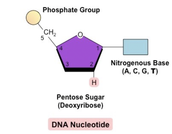 <p>The building block of DNA, which is made up of a phosphate, deoxybrose sugar, and a nitrogenous base</p>