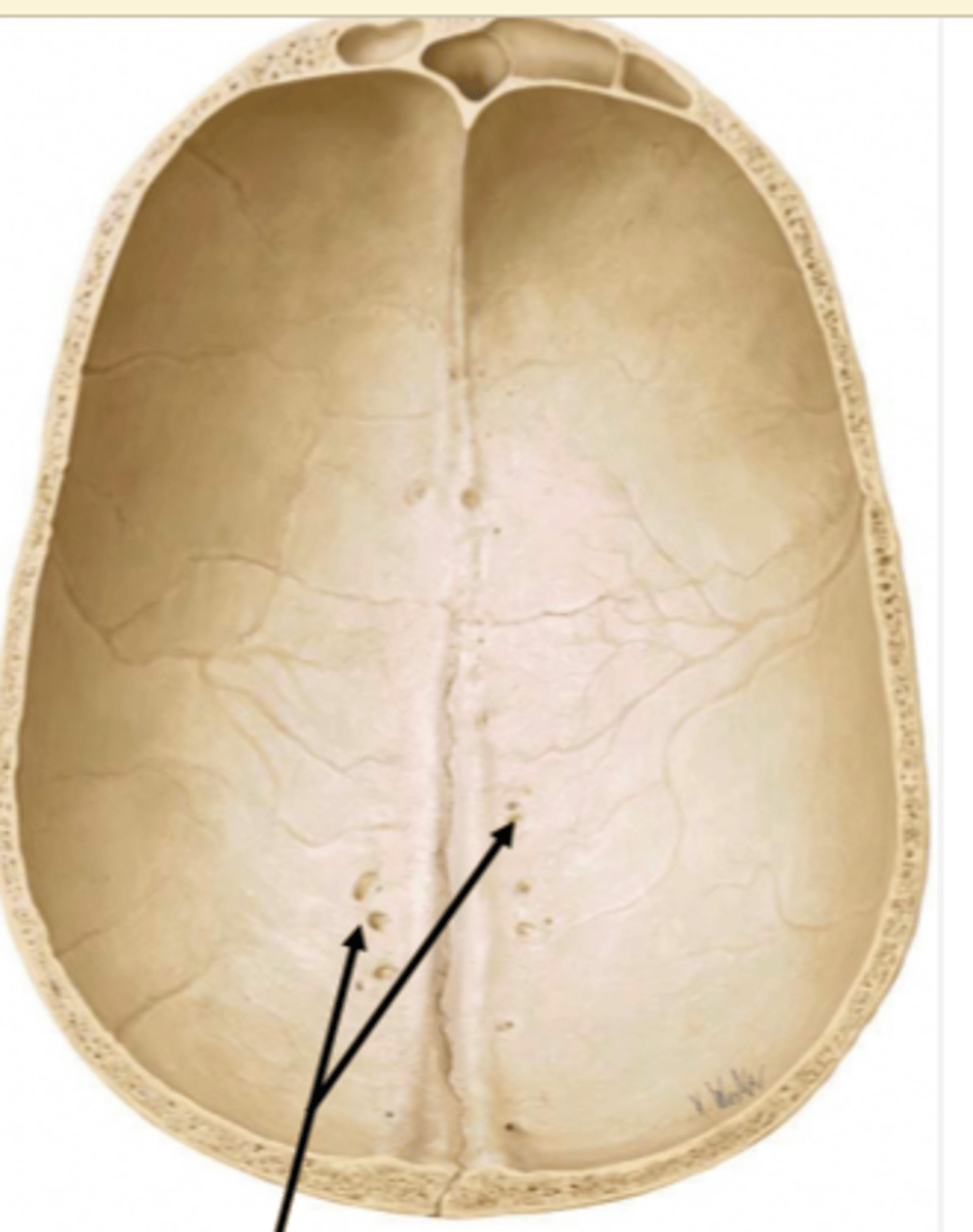 <p>What feature is this on frontal bone (Endocranial)</p>