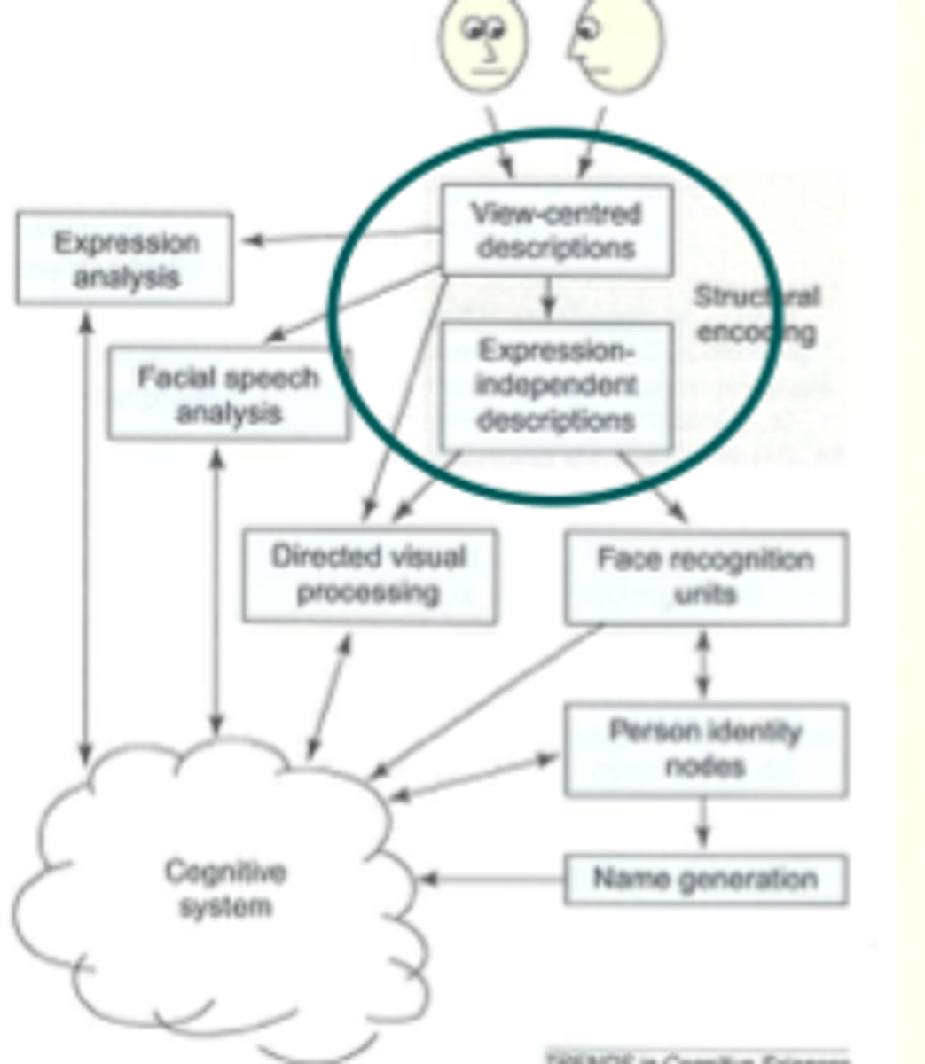 <p>damage to R side of brain. problem with perceptual proc of faces, cannot diff a face from scrambled image of face</p><p>inability to perceive faces, problem during structural encoding</p>
