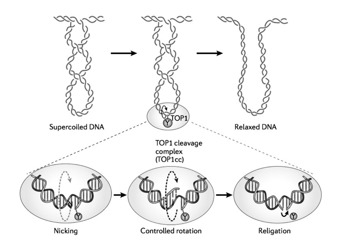 <ol><li><p>Remove strain imposed on a molecule by <strong>local helix</strong> unwinding </p><ul><li><p>as found in front of active DNA or RNA polymerases</p></li></ul></li></ol><p></p>