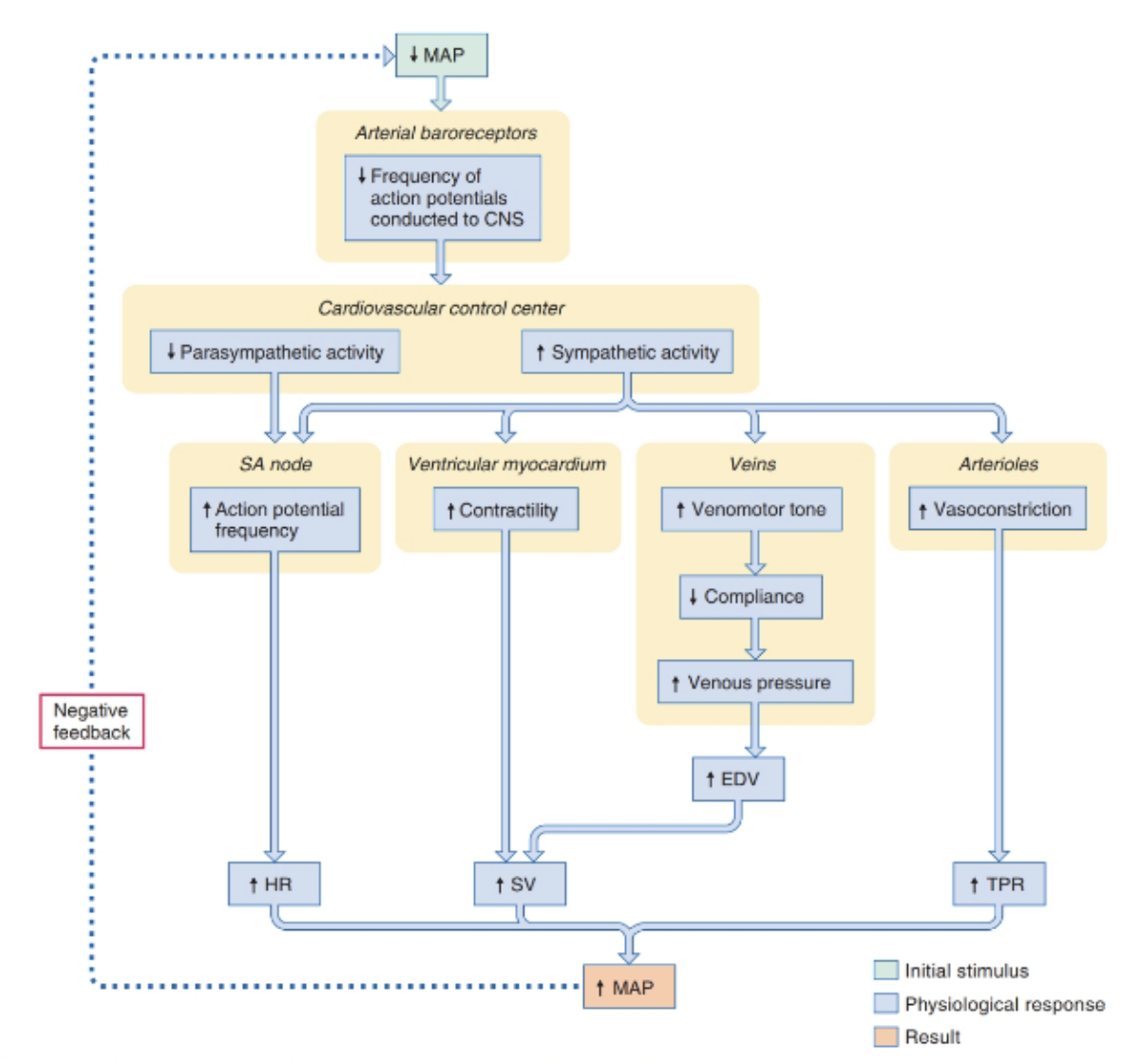 <ul><li><p>Increase in CO<sub>2</sub> same TPR = increased MAP</p></li><li><p>Same CO<sub>2</sub> with increased TPR = increased MAP</p></li><li><p>At rest extrinsic mechanisms keep MAP consistent via a negative feedback loop</p></li><li><p>Controlled neurally and hormonally</p></li><li><p>During exercise resistance is controlled by local mechanism including intrinsic factors (metabolites)</p></li></ul><p></p>