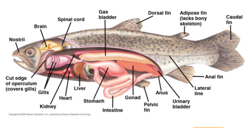 chordata, osteichthyes