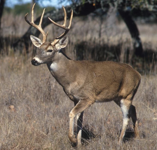 <p>what is the name of this mammal </p>