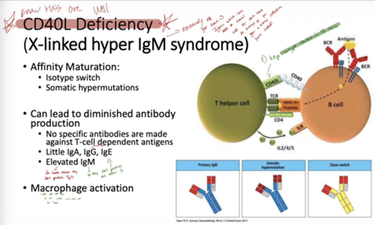 <p>A: Patients cannot make antibodies against T-cell dependent antigens, leading to recurrent bacterial and opportunistic infections, especially in deep tissues.</p><p>essentially all they have is IgM which is not able to travel well. </p>