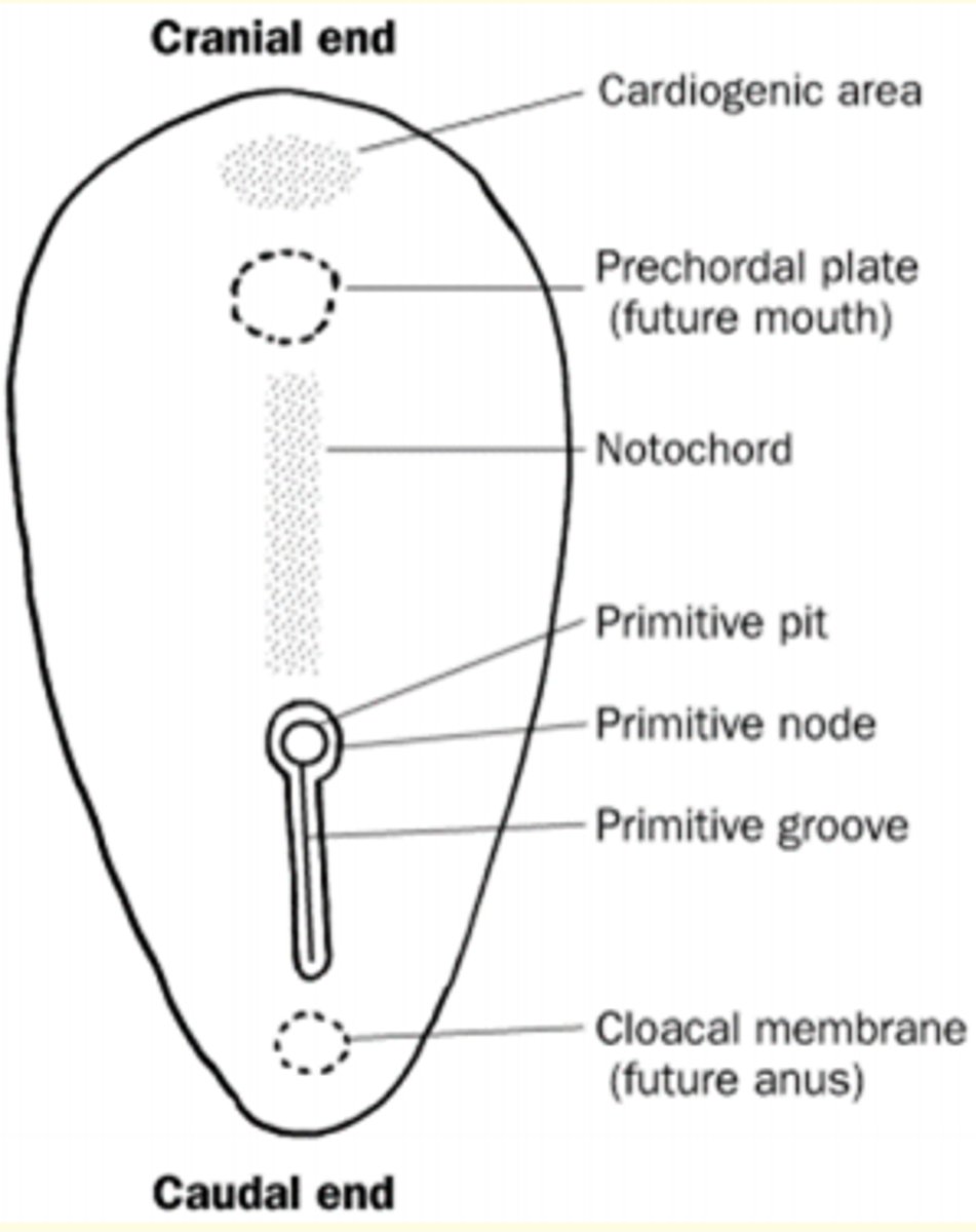 <p>The beginning of gastrulation is marked by formation of transient structure from epiblast cells called the primitive streak (day 15)</p><p>- Starts at caudal end </p><p>- Moves to cranial end, elongating to form primitive groove</p><p>- At cranial end = epiblast cells form circular cavity called primitive pit </p><p>- Primitive pit cells enlarge to form primitive node </p>