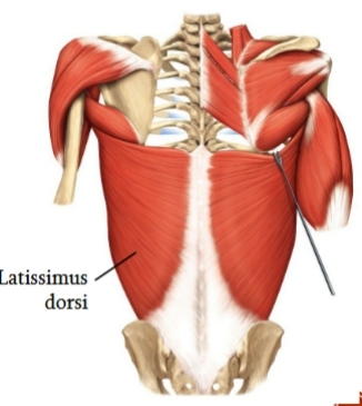<p>latissimus dorsi&nbsp;</p>
