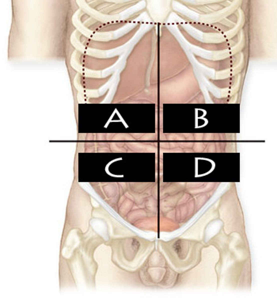 <p>What abdominopelvic quadrant is B?</p>