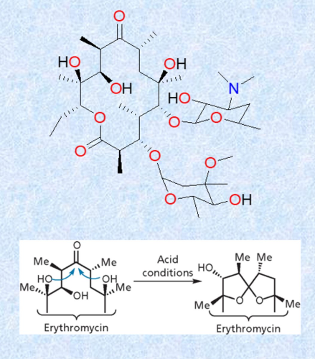 <p>natural compound from bacteria</p><p>- 14-member macrocyclic lactone ring with a sugar and an aminosugar attached</p><p>- sugar residues critical for binding and activity</p><p>- erythromycin binds the 50S ribosome subunit, inhibits translocation</p><p>- unstable to stomach acids – because of ketone and alcohol groups (GI problems, poor pk, massive doses) - internal ring forming reaction (ketal formation and completely inactive but impacts GI motility)</p><p>- next generation protected the alcohol</p><p>- nitrogen is important, hydroxyl groups form strong contacts</p><p>- largely used for gram positive (no permeation, not good for gram negatives)</p>