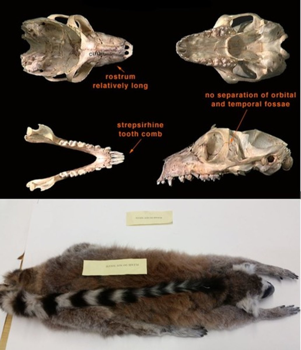 <p>Order, suborder, family?</p>