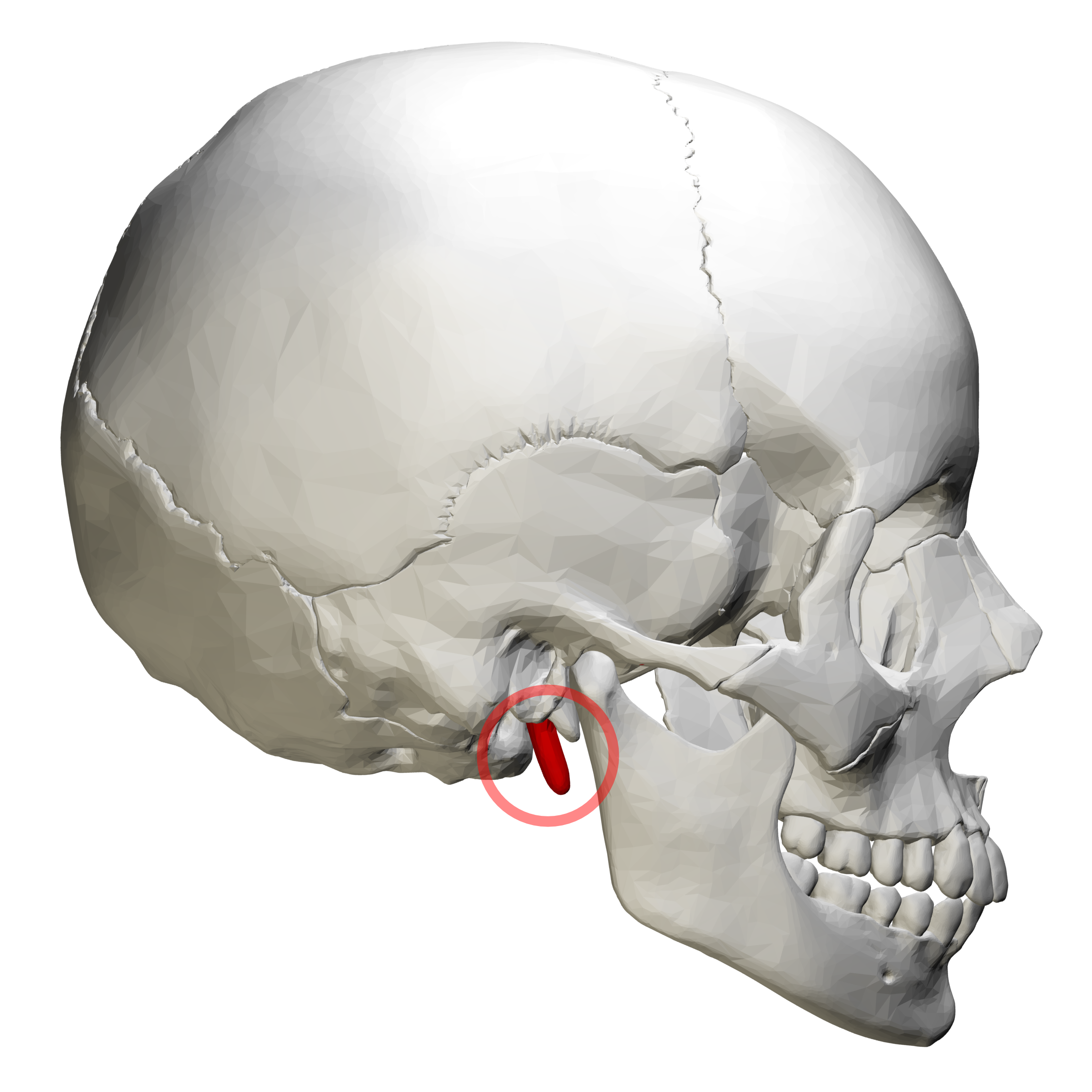 <p>Extends from the base of the temporal bone</p>