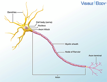 <p>dendrites = receive input</p><p>-cell body/soma = integrate incoming signals</p><p>-axon hillock = trigger zone for new signal</p><p>-pre-synaptic terminals/axon terminals = send output to other cells</p>