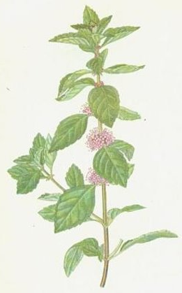 term image