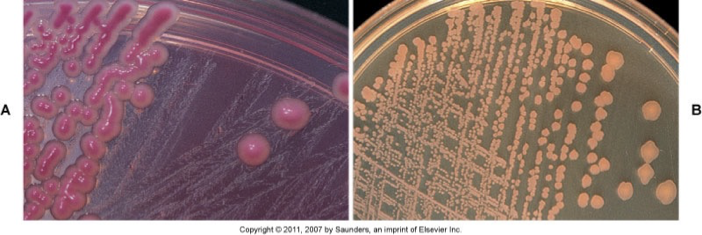<p><span><strong><span>Selective:</span></strong><span> Bile salts and crystal violet inhibit gram-positive bacteria. Grows only gram-negative bacilli</span></span></p><p><span><strong><span>Differential:</span></strong><span> Based on lactose fermentation. Pink = lactose fermentation. Clear = no lactose fermentation. Neutral red dye is a pH indicator. Colonies turn pink in acidic pH, clear in basic pH</span></span></p>