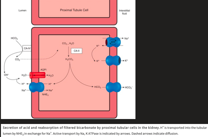 <ul><li><p><span>Na+ is moved from the inside of the cell to the interstitium by Na, K ATPase on the basolateral membrane, which keeps intracellular Na+ low, establishing drive for Na+ to enter the cell, via the Na-H exchanger, from the tubular lumen</span></p></li><li><p><span>The Na-H exchanger secretes H+ into the lumen in exchange for Na+</span></p></li><li><p><span>Secreted H+ combines with filtered HCO3- to form H2CO3</span></p></li><li><p><span>The presence of carbonic anhydrase on the apical membrane of the proximal tubules catalyzes the formation of H2O and CO2 from H2CO3</span></p></li><li><p><span>The apical membrane of epithelial cells lining the proximal tubules is permeable to CO2 and H2O and they enter the tubule rapidly</span></p><ul><li><p><span>80% of the filtered load of HCO3- is reabsorbed in the proximal tubule</span></p></li></ul></li><li><p><span>Inside the cell, carbonic anhydrase is also present and can catalyze the formation of H2CO3 from CO2 and H2O</span></p></li><li><p><span>H2CO3 dissociates into H+ ions and HCO3-</span></p><ul><li><p><span>H+ is secreted into the tubular lumen and the HCO3- that is formed diffuses into the interstitial fluid</span></p></li></ul></li></ul><p></p>