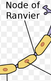 <p>Nodes of Ranvier</p>