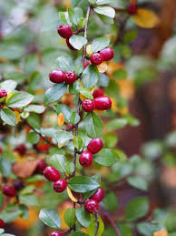 <p>Deciduous shrub with arching branches, small green leaves, white flowers, and red berries. Used ornamentally and for hedges.</p>