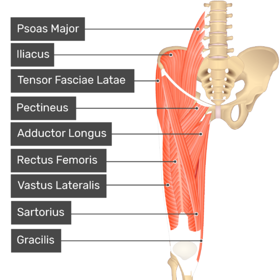 <p>Location:</p><ul><li><p><strong>medial aspect of the thigh</strong></p></li></ul><p></p><p>Function:</p><ul><li><p><strong>adduct the thigh at the hip joint</strong></p></li><li><p>contributes to hip flexion and potentially internal rotation</p></li></ul><p></p>