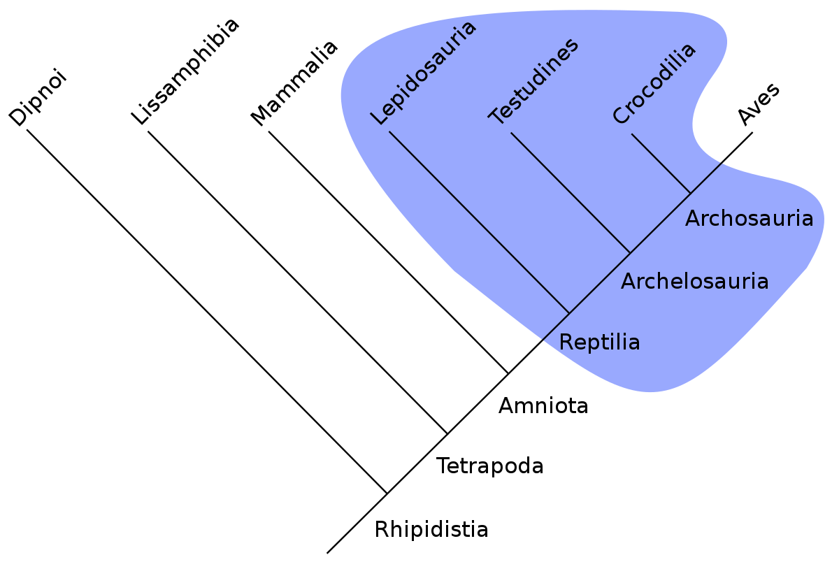 <p>includes ancestor and some, but not all of its descants </p>