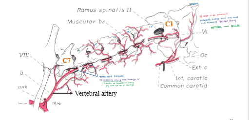 <p>Vertebral artery, vein and nerve</p>