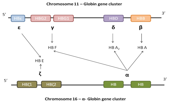 <p>Gene Clusters</p>