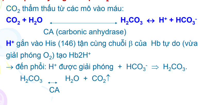 <p>Dựa trên pư H<sub>2</sub>O+CO<sub>2</sub><->H<sub>2</sub>CO<sub>3</sub><->H<sup>+</sup>+HCO<sub>3</sub><sup>-</sup> enzyme CA(carbonic anhydrase) xúc tác</p><p>Ở mô CO2→H<sup>+</sup>+Hb→Hb.2H, H+ gắn vào histidine(146) tận cùng của beta globin, đồng thời giải phóng O2</p><p>Ở phổi ngược lại và CO2 thải ra qua phế nang</p>