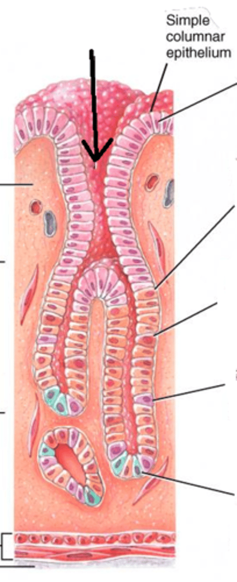 <p>stomach-specific</p>