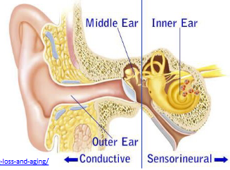 <p><span>§ hair cells</span><br><span>§ cochlear nerve</span><br><span>§ auditory cortex </span></p>