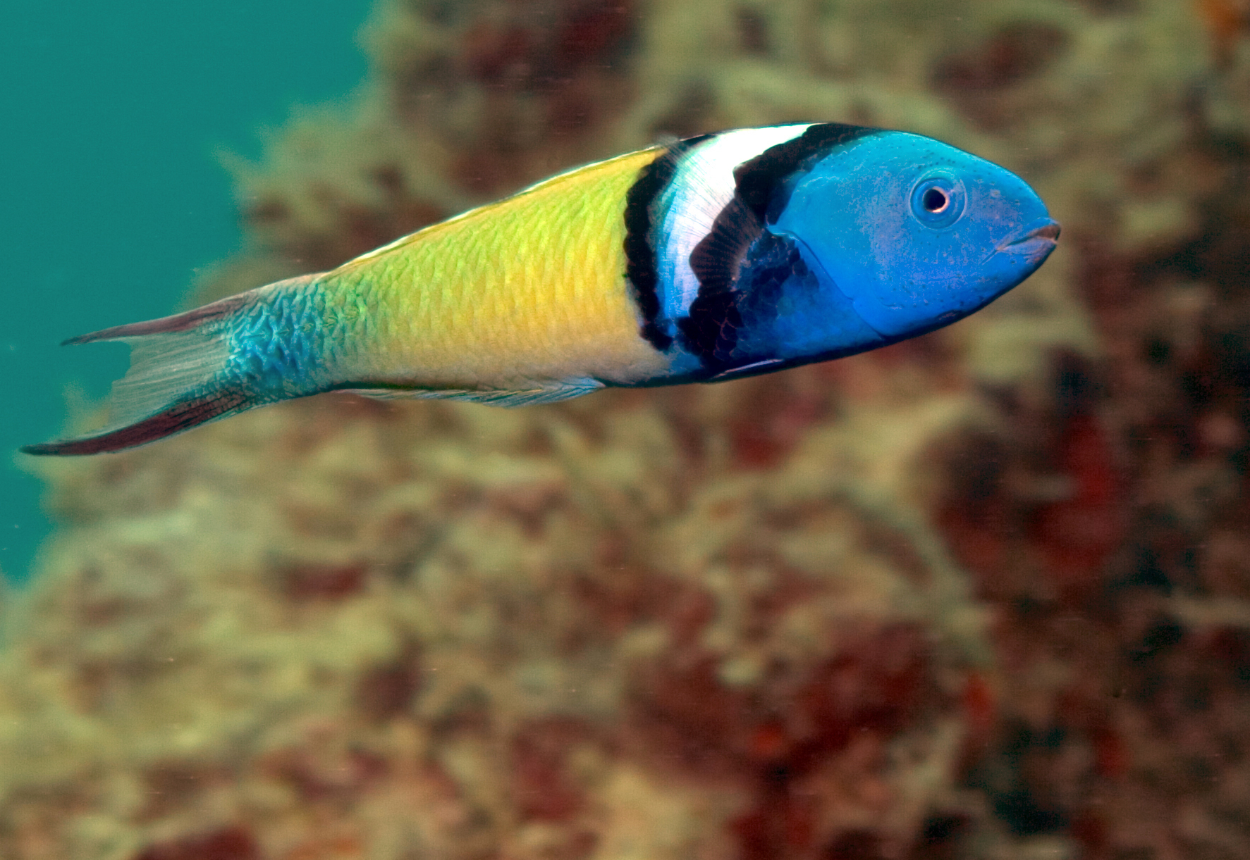 <p>blue head, yellow body, b&amp;w stripe, very small</p>