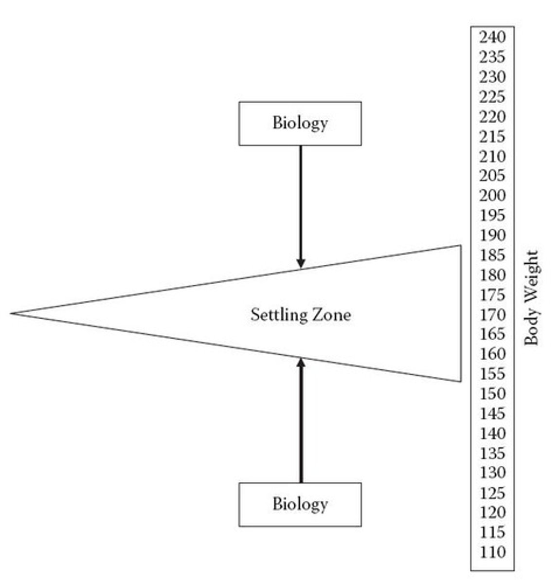 <p>Weight range where body stabilizes genetically.</p>