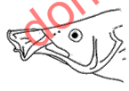 <p>mouths of ponyfishes </p>