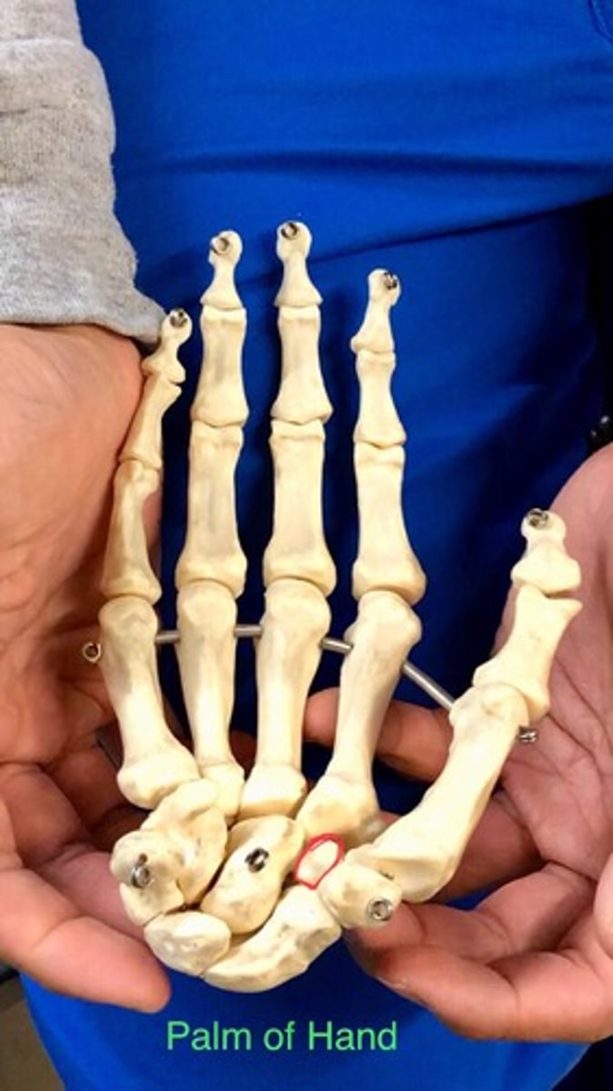 <p>"The"; underneath index finger</p>