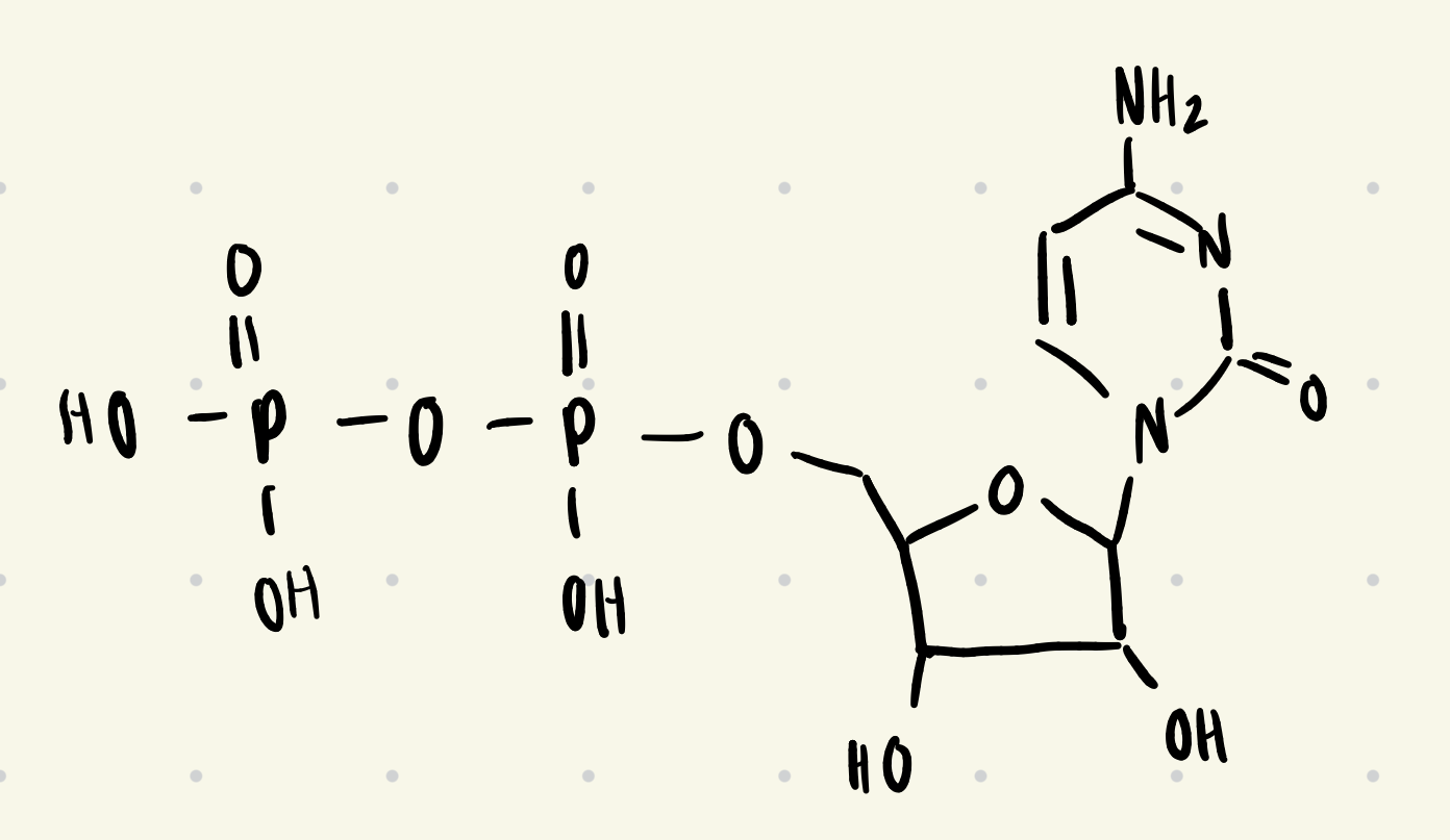 <ul><li><p>CDP</p></li></ul><p></p>