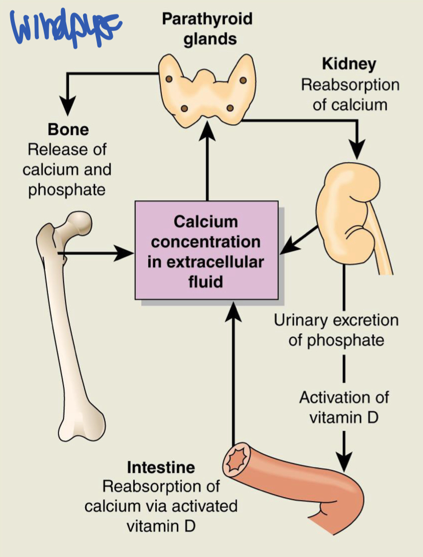<ul><li><p>PTH triggers release of calcium from bone</p></li><li><p>Conserves calcium by the kidney</p></li><li><p>Increases calcium in the intestine by activating Vitamin D</p></li></ul><p></p>