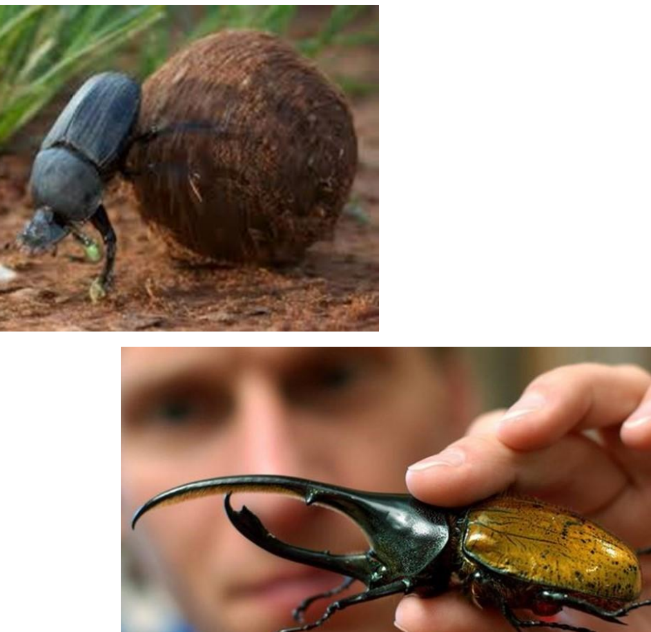 <p>insects so everything from beettles to grashopper or som lik that</p><p>Kingdom</p><p>• Phylum </p><p>• Subphylum </p><p>• Class </p>