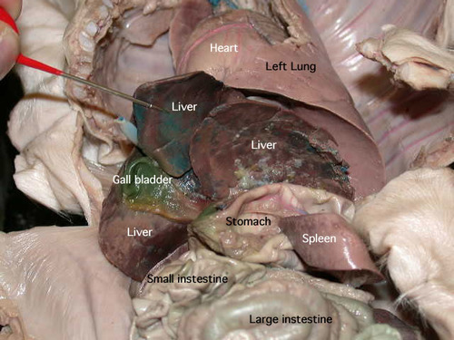 An organ that is part of the lymphatic system; it produces lymphocytes, filters the blood, stores blood cells, and destroys old blood cells.
