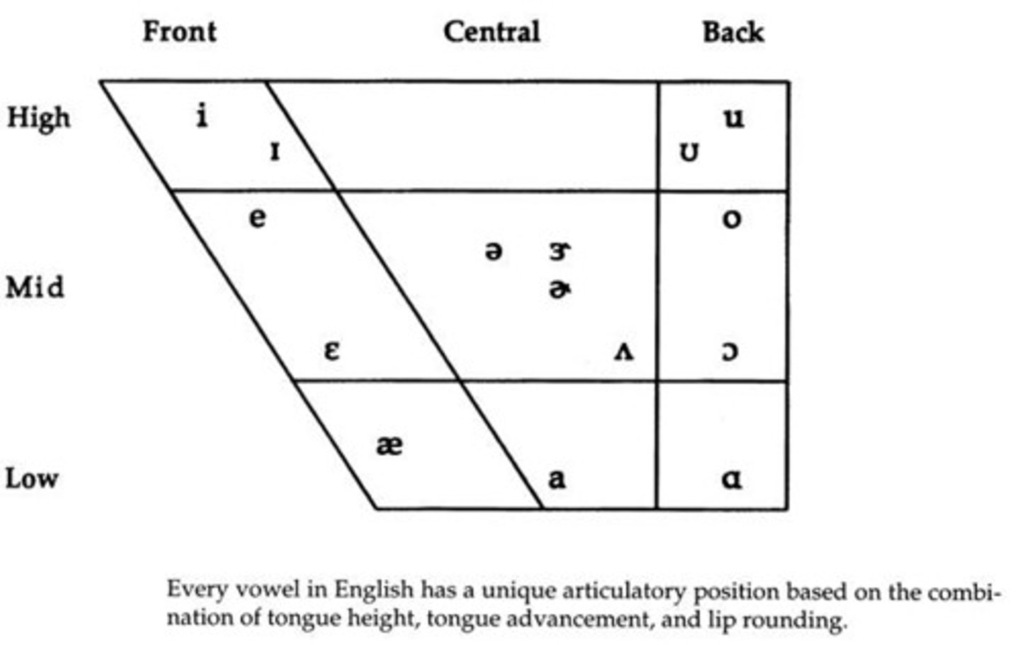 <p>Our jaws are hinged: as they jaw moves down (for a low vowel), the jaw also swings backwards, carrying the tongue along with it -- consequently, the tongue moves backwards (its centre position also moves backwards)</p>