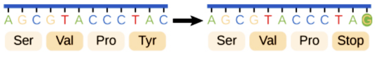 <p>Codes for a stop codon early, so the remainder of the codons will not be read.</p>