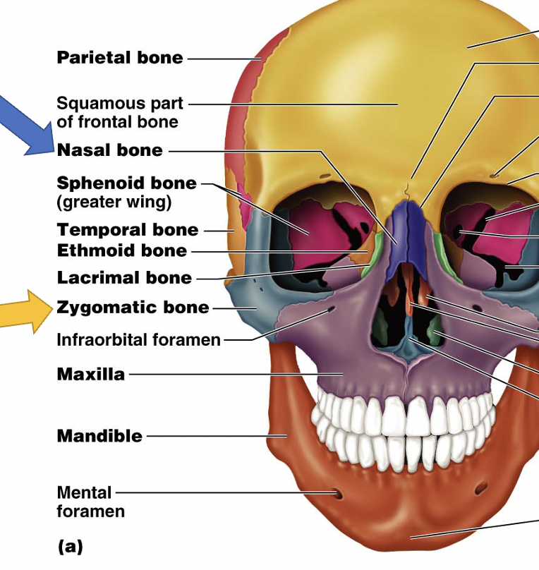 <p>An opening in the mandible that transmits the mental nerve, <span>transmits the mental nerve, branch of the mandibular branch of the trigeminal </span><span style="font-family: Calibri, sans-serif"> </span></p>