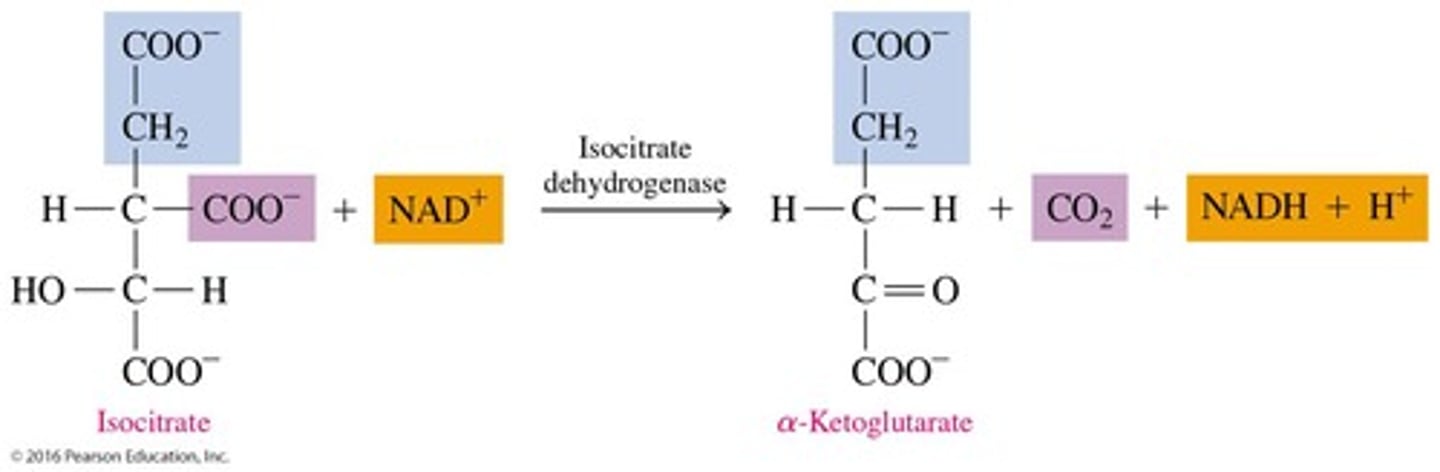 <p>α-ketoglutarate, NADH, and CO2.</p>