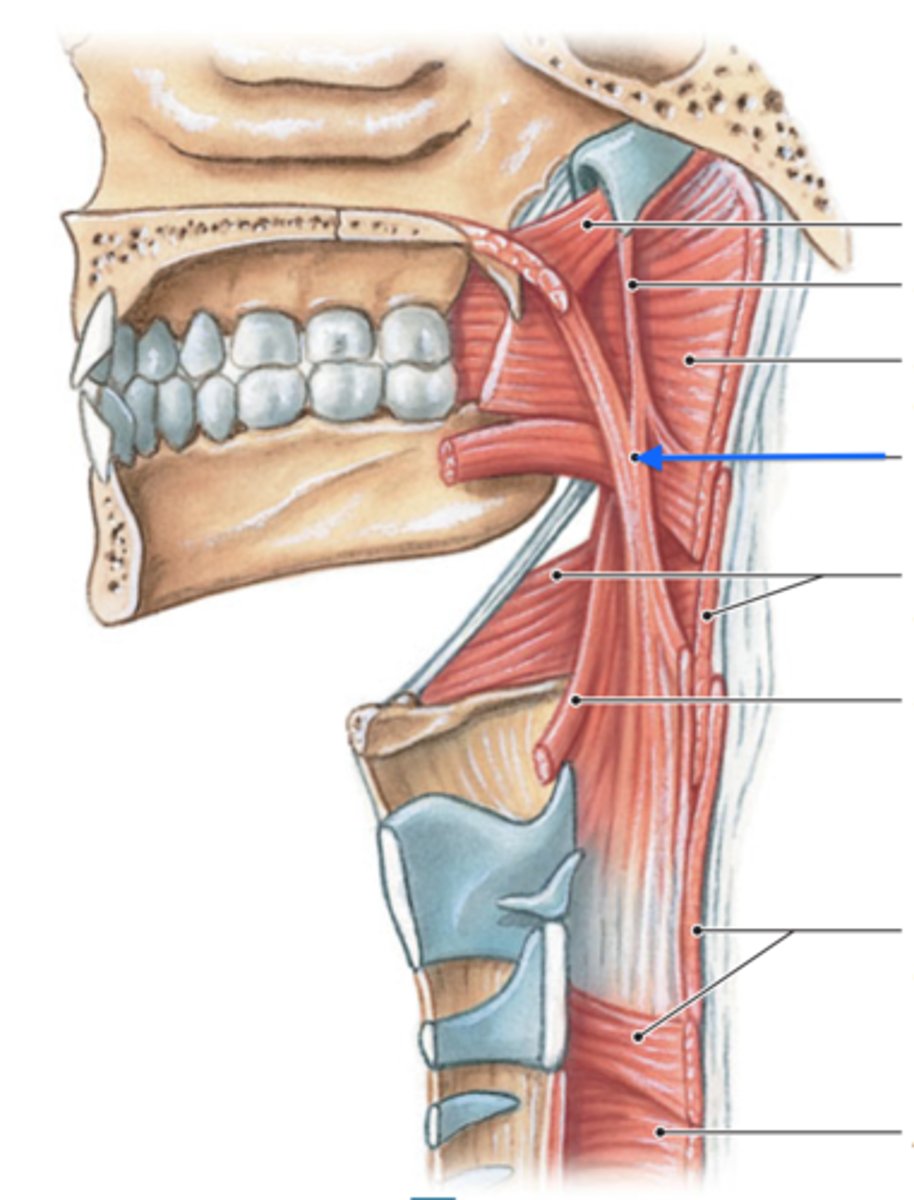 <p>The upper most fibers of the muscle draw the lateral pharyngeal wall inward to complement the action of the sup constrictor muscle while the lowermost fibers of the muscle pull upward the lateral pharyngeal wall and elevate (shorten) the pharynx</p>