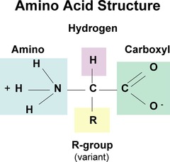 <p>Central carbon atom Amino group Carboxyl group Single hydrogen Variable R group</p>
