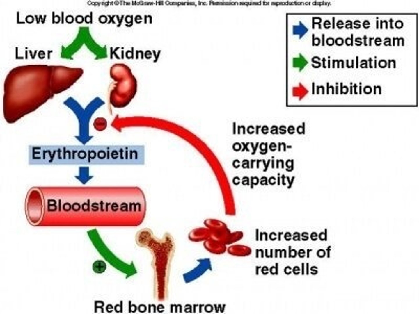 <p>Produced by the kidneys, it stimulates the bone marrow to increase erythrocyte production. It is secreted in response to low blood oxygen levels.</p>