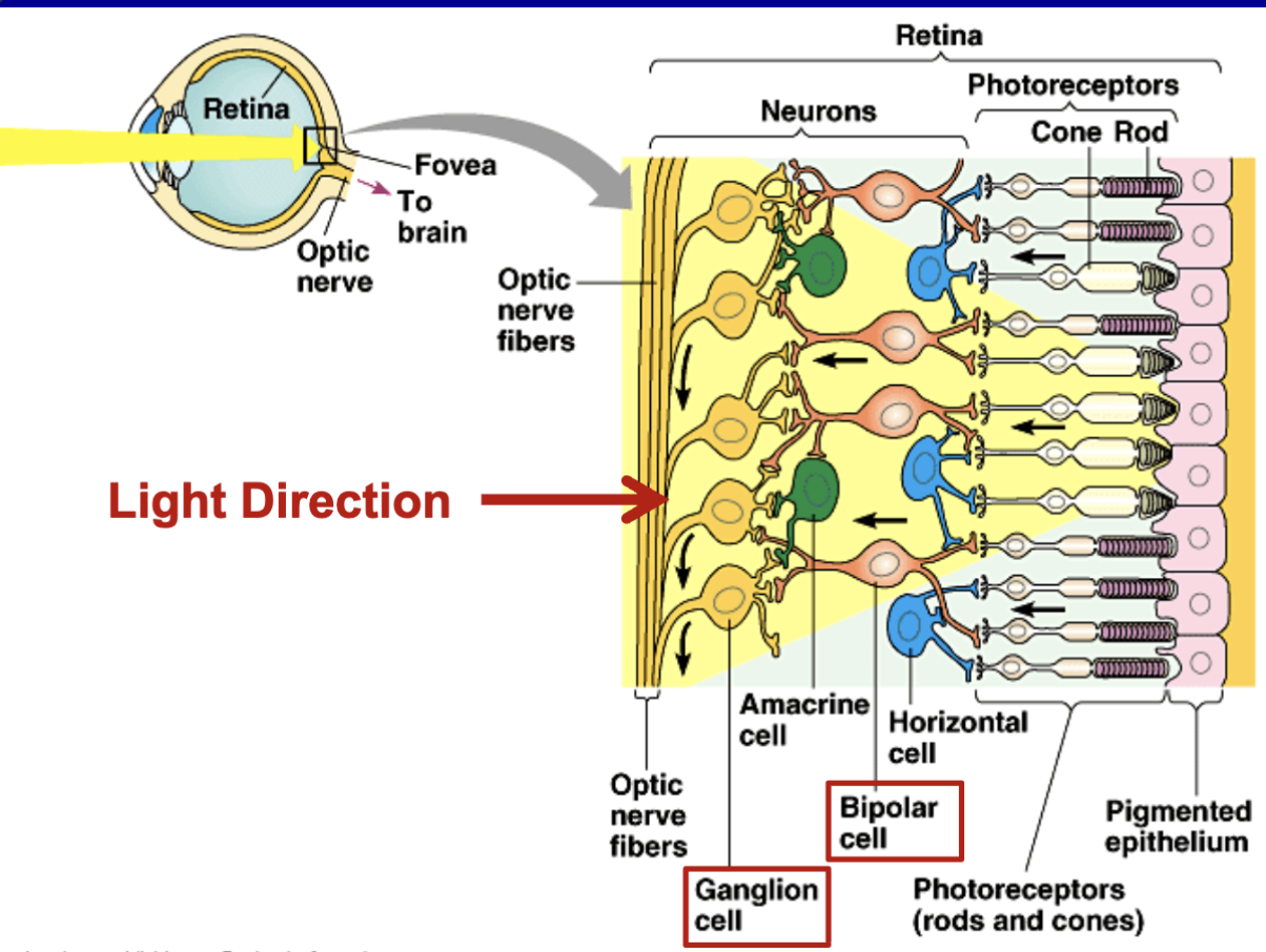 <ul><li><p>important cells and photoreceptors</p></li><li><p>light moves through many different neurons in the retina to get to the photoreceptors</p></li></ul><ul><li><p>light cant go THROUGH cells in the front, these cells block the light</p><ul><li><p>it has to find a way to get to the photoreceptors</p></li></ul></li><li><p>Amacrine cells, bipolar cells, horizontal cells also part of processing </p><ul><li><p>Bipolar cells directly connect photoreceptors to ganglion cell</p></li></ul></li></ul><p></p><p></p><p></p>