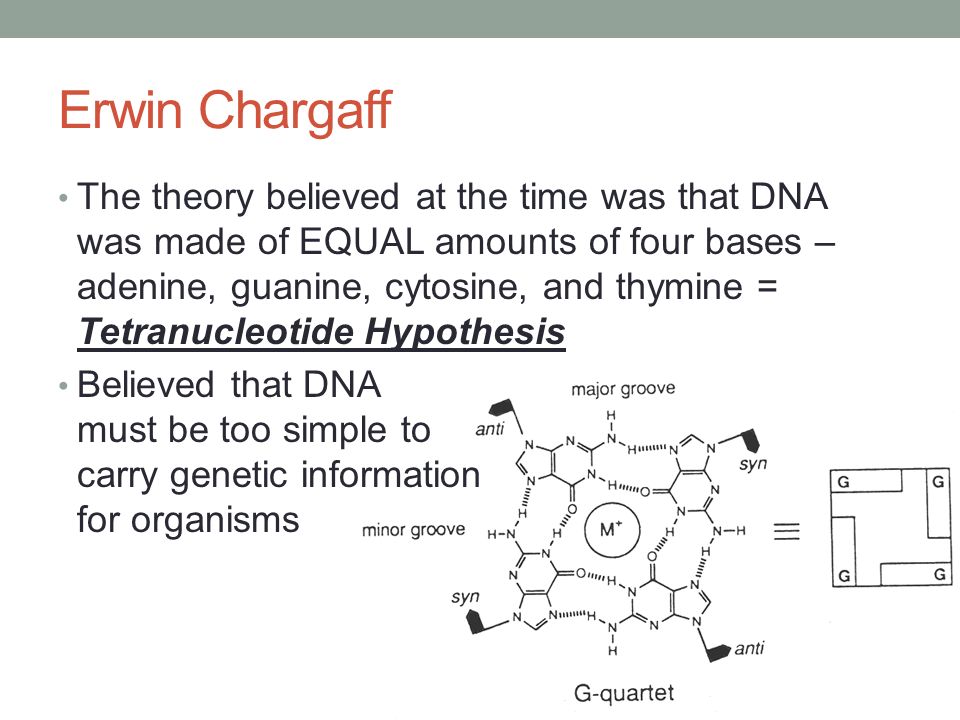 <p>Tetranucleotide hypothesis</p><ul><li><p>Phoebus Levene</p></li></ul>