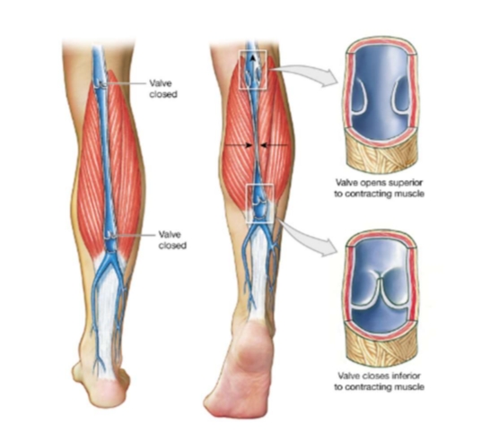 <p>Valves in Venous System Prevents Backflow of Blood</p>