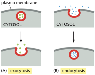 <ul><li><p>allows materials to exit or enter the cell</p></li><li><p>movement of material between organelles in the eukaryotic cell via membrane enclosed vesicle </p></li></ul><p>Figure explanation </p><ul><li><p>exocytosis: vesicle fuses with the plasma membrane— releasing its content to the cells surroundings </p></li><li><p>endocytosis: extracellular materials are captured by vesicles that bud inward from the plasma membrane and are carried into the cell </p></li></ul><p></p>