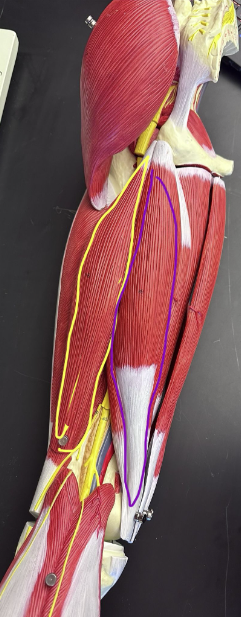 <p>What muscle is the purple line indicating?</p>