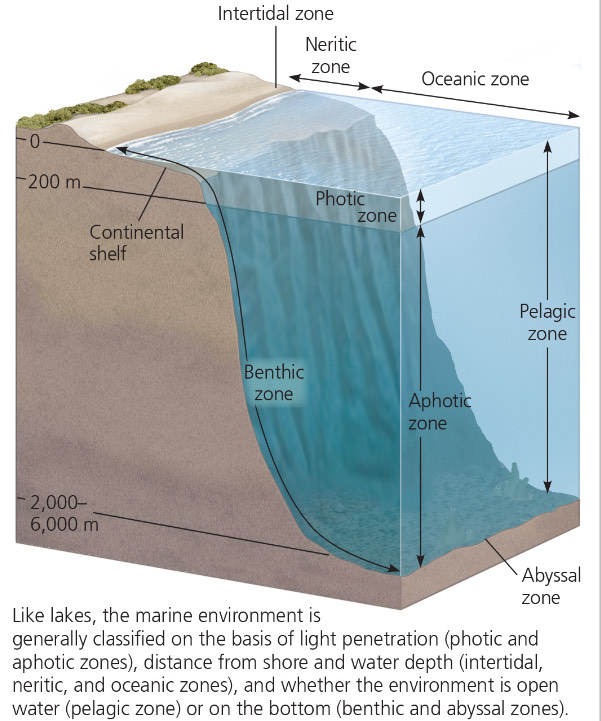 <p>The neritic zone is near the surface while the abyssal zone is where the ocean floor starts to flatten out. </p>