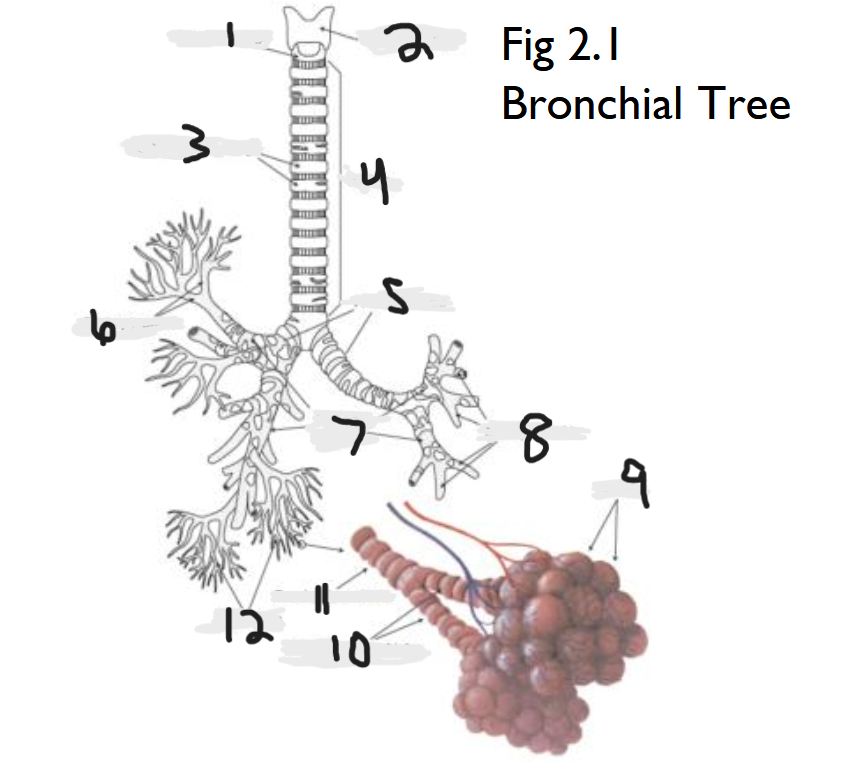 <p>What part of the bronchial tree is number 2?</p>